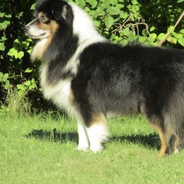 Hooey - Australian Shepherd