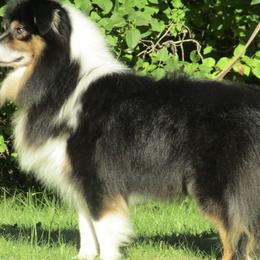 Hooey - Australian Shepherd