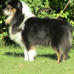 Hooey - Australian Shepherd