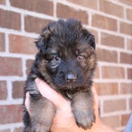 Boy 5 - Black and red male German Shepherd puppy in Mount Vernon, Missouri from German Haus German Shepherds LLC