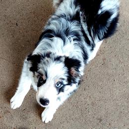 Miniature Australian Shepherd Puppies from Aussies Acre