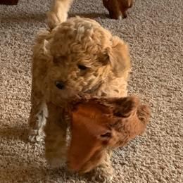 Winnie - Cream female Goldendoodle puppy in Haddam, Kansas from Golden B Acres