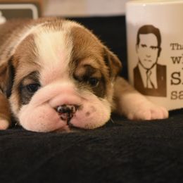 Michael - Red male Bulldog puppy in Caledonia, New York from Raise The Woof Bulldogs