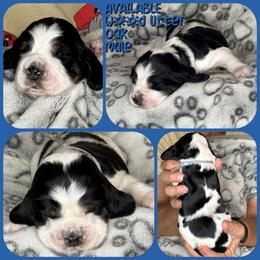 Oak - Black white and tan male English Springer Spaniel puppy in Billings, Montana from M&M Fuzzy Bottom Friends