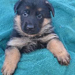 Lime - Black and red female German Shepherd puppy in Florissant, Colorado from Vom Dortmunder German Shepherds