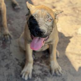 Sienna - Fawn female Cane Corso puppy in Houston, Texas from Mortaio Cane Corso
