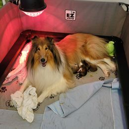 Collie All Grown Up from Starrlit Collies