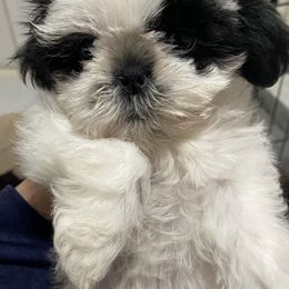 Shih Tzus from South East Coast Angels Shih Tzus