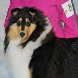 Borzois and Collies from Kaigans K9s