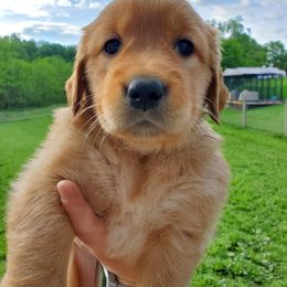 Golden Retriever Puppies from Emma's Golden Puppers