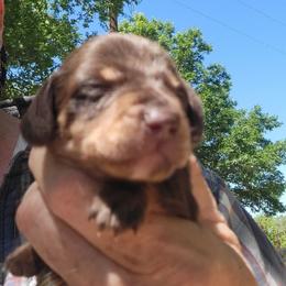 Boy 2 - Chocolate and tan male Dachshund puppy in Paradise, Texas from C and J Minis