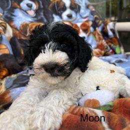 Australian Labradoodle, Bernedoodle, Double Doodle, Goldendoodle, and Poodle Puppies from Karlas Pet Rendezvous