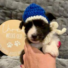 MICKEY - Black and white male Shetland Sheepdog puppy in Livonia, Michigan from M7’s Shelties, Toonies & AussieDoodles