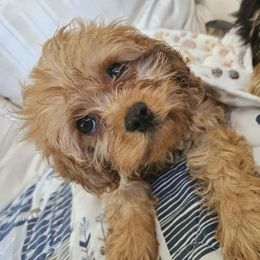 Cavapoo Puppies from Dotties Lil Blessings