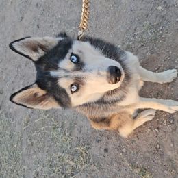 Stone - Black and white male Pomsky puppy in Peoria, Arizona from Peoria Pomskies