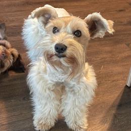 Montana Rose - Miniature Schnauzer