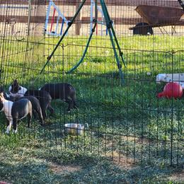 Boston Terrier Puppies from Tre Run Bostons