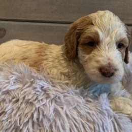 Goldendoodle Puppies from Tambre's Goldendoodles