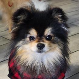 Mr. Wee - Pomeranian