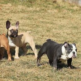 French Bulldogs from The Bully Barn