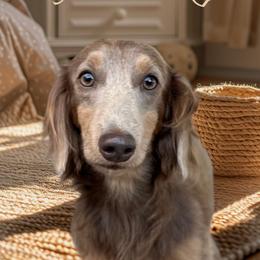 Sterling - Fawn (isabella) and cream male Dachshund puppy in Gatesville, Texas from CJ's Dach Dynasty