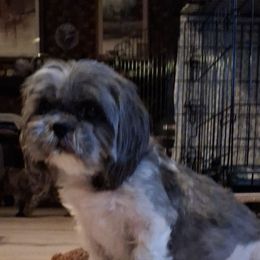 Glory - Shih Tzu
