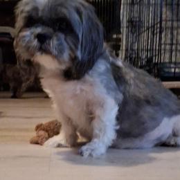 Glory - Shih Tzu