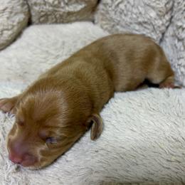Pistachio - Dapple male Dachshund puppy in Sterling, Colorado from Country Chics Doxies