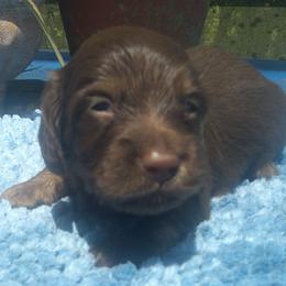 DBs Grego Arahinger - Cream male Dachshund puppy in Summerfield, Florida from D & B Ranchette