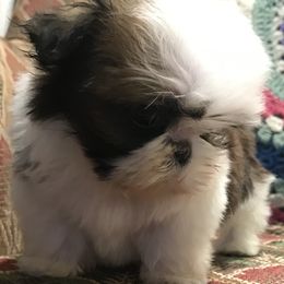 Shih Tzu Puppies from Willow Lane Shih Tzus