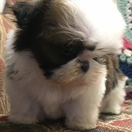 Shih Tzu Puppies from Willow Lane Shih Tzus