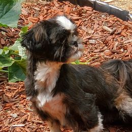 Raisin - Shih Tzu