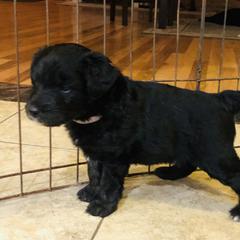 Bordoodle Puppies from Korbella Farm