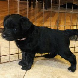 Bordoodle Puppies from Korbella Farm