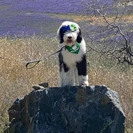 Sheepadoodles from Nor Cal Sheepadoodle