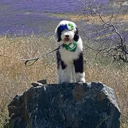 Sheepadoodles from Nor Cal Sheepadoodle