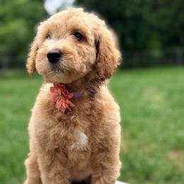 Light Purple Collar Girl - Cream female Double Doodle puppy in Clarks Hill, South Carolina from Rosie’s Double Doodles