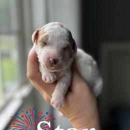 Star - Apricot female Goldendoodle puppy in Gastonia, North Carolina from Crowders Creek Doodles
