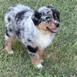 Abilene - Blue merle female Australian Shepherd puppy in Olivehurst, California from Double M Aussies