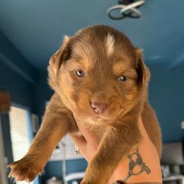 Girl 3 - Red tri-color female Australian Shepherd puppy in Lubbock, Texas from REKN’ Kennel Aussies