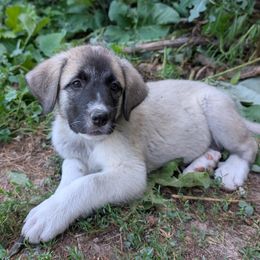 5 - Girl - Fawn female Anatolian Pyrenees puppy in Marysville, Ohio from Brotherton Family Farms