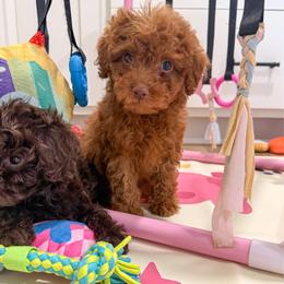 Finch - Red male Cavapoo puppy in Beresford, South Dakota from DAKOTA DOOD RANCH