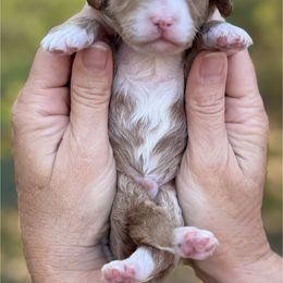 Emmanuel - Red  male Goldendoodle puppy in Newnan, Georgia from Wagging Tailz Pups