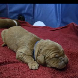 Golden Retriever Puppies from Mountain View Kennel