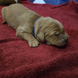 Golden Retriever Puppies from Mountain View Kennel