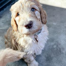 Goldendoodle Puppies from Lundee Doodles