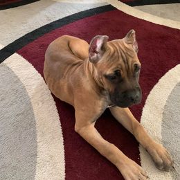 Cane Corso Puppies from DiCampo Cane Corso