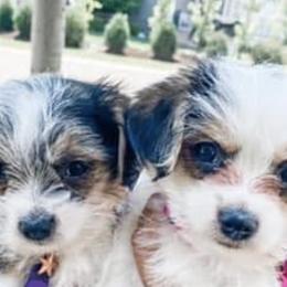 Mal-Shis and Morkies from Woodpecker Ridge Pups