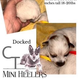 Boy 1 - Red speckled male Australian Cattle Dog puppy in Chelsea, Oklahoma from CT Mini Heelers