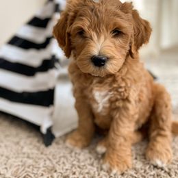 Goldendoodle Puppies from Mumzee Doodles